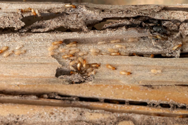 Wasp Removal Services in Hopatcong, NJ